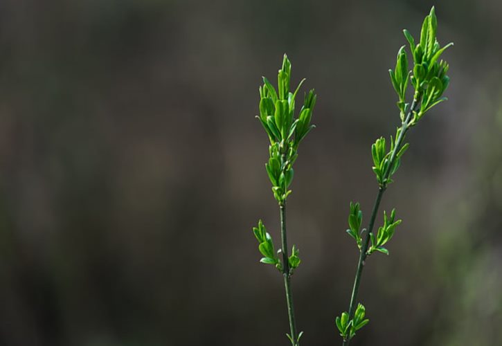 如花似玉的近义词 如花似玉的高级替换词