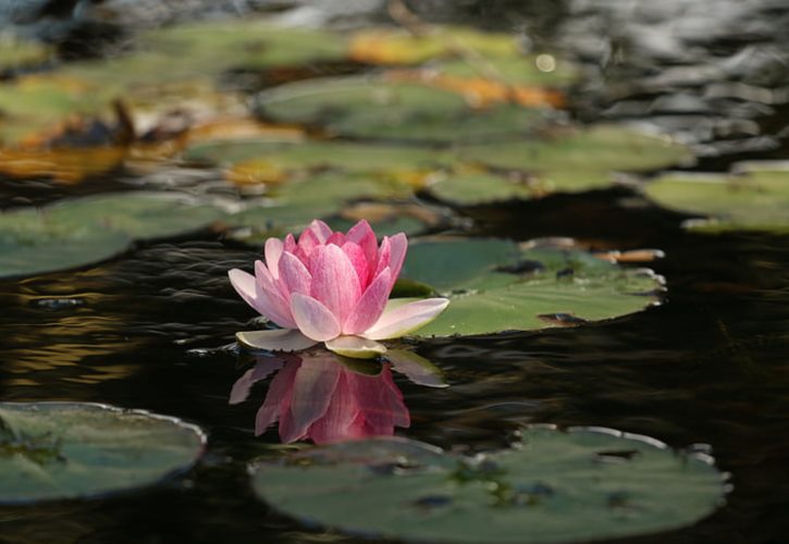 菩提祖师和如来谁厉害