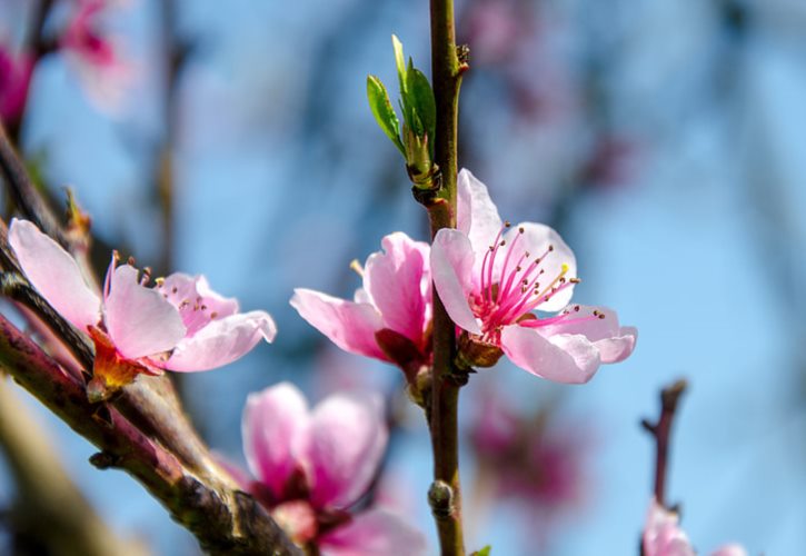 古代清明节是哪天 古人过清明节是几月几日