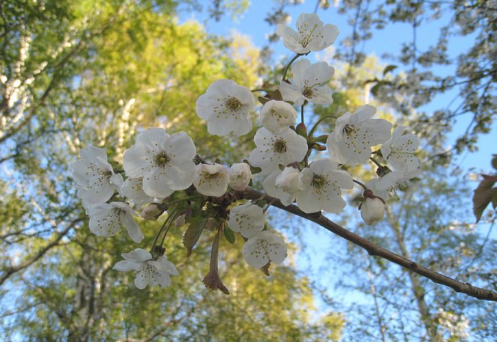 刘备师从卢植 刘备为什么被卢植逐出师门