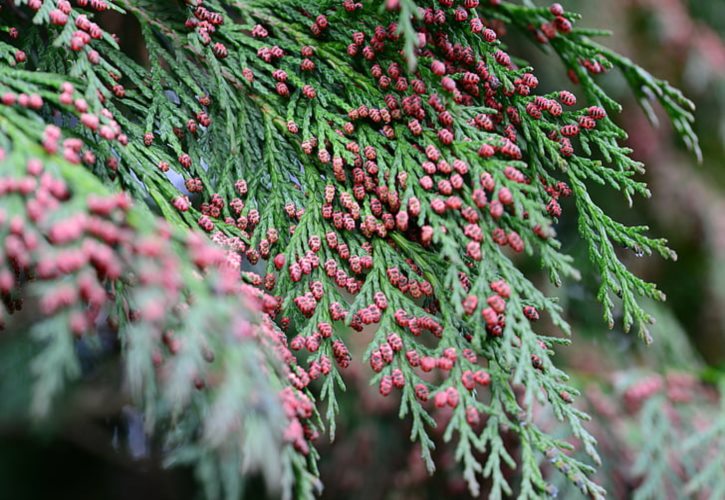 庙神是什么意思 庙神属于什么级别