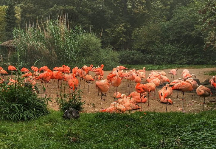 驴与马是一种生物吗 驴和马是一个祖先吗