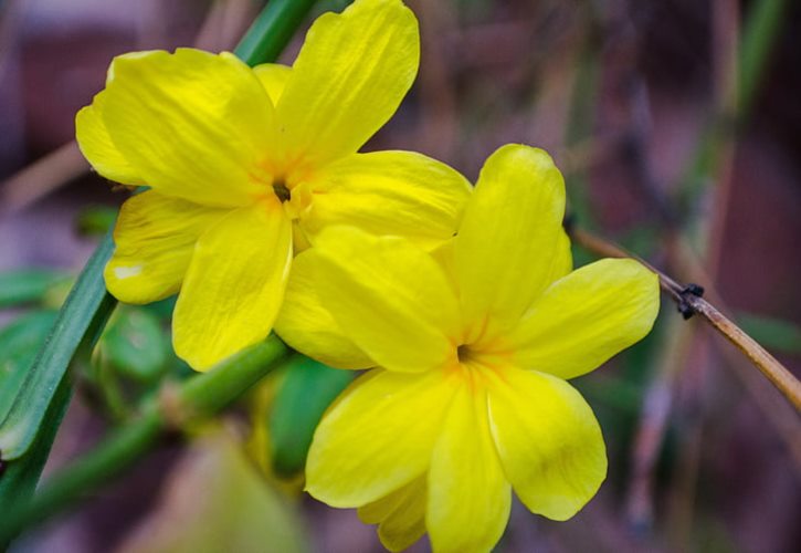 陈抟老祖无极图 陈抟老祖先天图