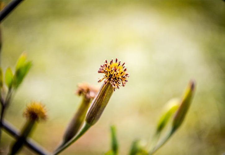 王阳明出名的原因 王阳明的历史地位