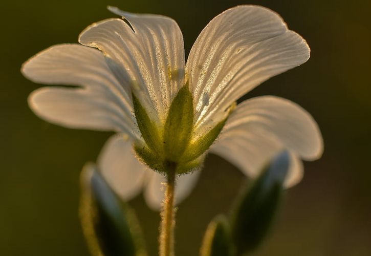 端午节是纪念哪位诗人