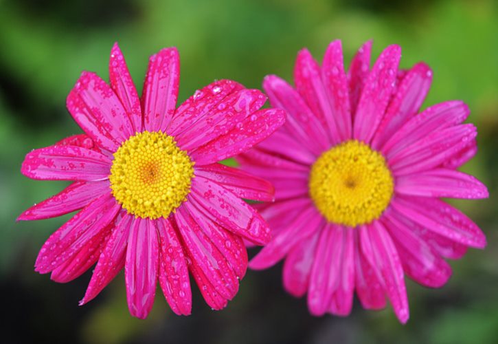 双眼花翎和三眼花翎 一二三眼花翎的区别