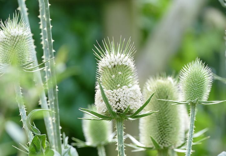 隋炀帝看琼花的故事 隋炀帝赏琼花的典故