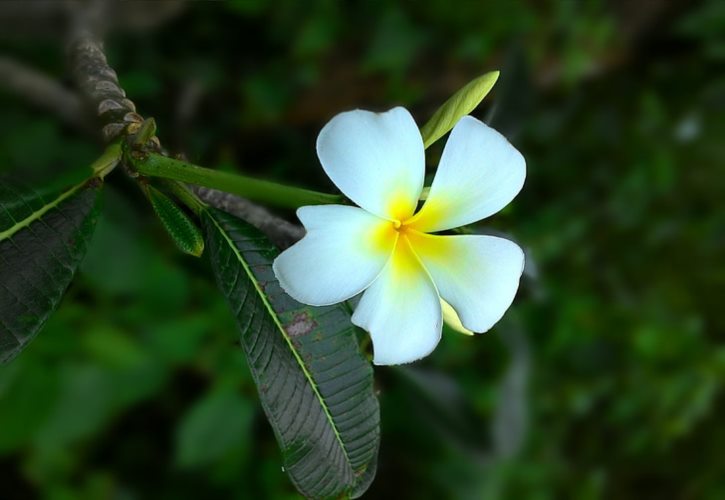 历史芈月 芈月历史原型有多厉害