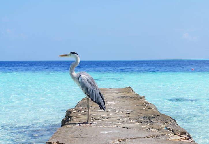 大夏朝皇帝列表 大夏朝唯一的公主叫什么