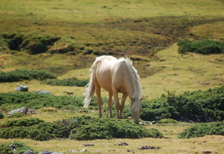 山东士族有哪些 关陇贵族和山东士族