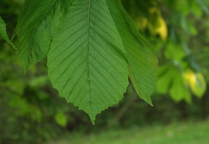 史前大洪水后的惨状 史前洪水的惊人巧合