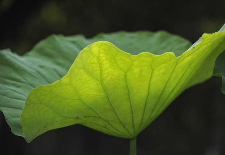 真正的湘西赶尸 湘西赶尸是真是假