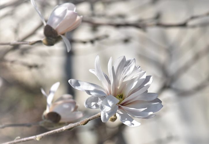 隔江犹唱后庭花的友 隔江犹唱后庭花江是指