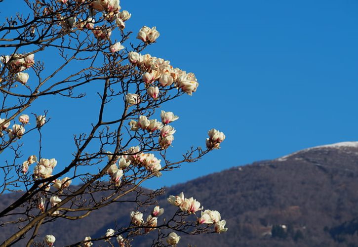 清朝蒙古贵族 清朝封了多少蒙古王爷