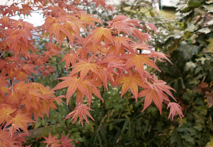 清朝中医 清朝十大名医排行榜