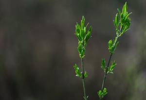 大明风华张皇后结局 《皇后刘黑胖》电视剧