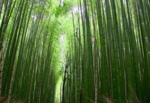 高山流水觅知音15首诗