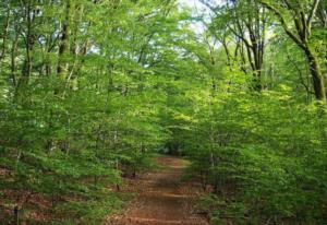 陶弘景茅山祖师 茅山祖师神像