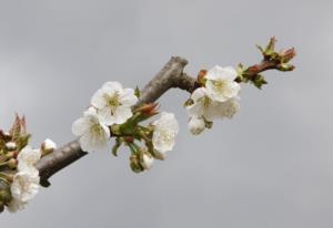 扁鹊救活虢国太子 扁鹊治虢太子典故原文