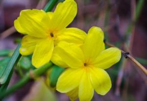 陈抟老祖无极图 陈抟老祖先天图