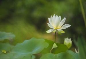 定军山之战夏侯渊多少岁