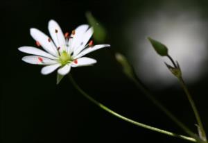 陈蕃尊重贤才的启示 陈蕃尊重贤才改写三百字以上