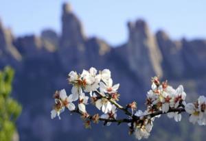 明征麓川之役 朱祁镇四征麓川都赢了吗