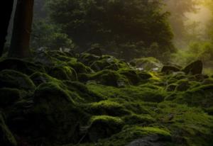 李清照结婚时写的诗 望尽天涯路人生三境界