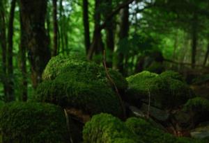 鲧治水的方法是 鲧治水采用的方法是什么意思