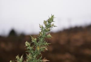 故宫太和殿屋顶上的脊兽