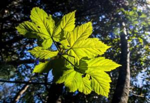 狸猫换太子结局 83版狸猫换太子大结局