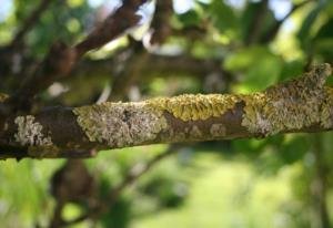 古代茶叶价格 茶叶最贵的多少钱一斤