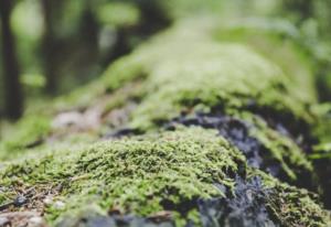 孙立人活埋五千日本俘虏